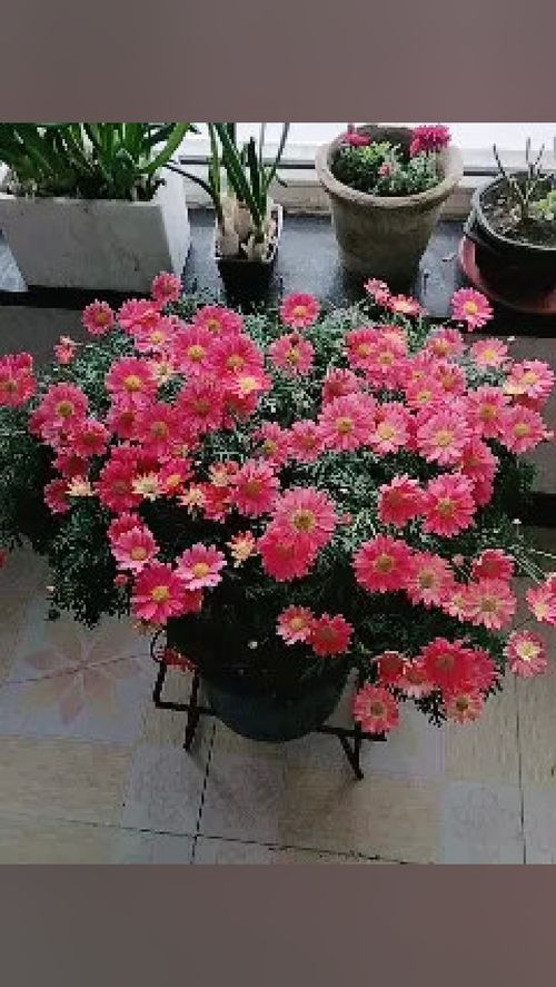 盆栽 物品随拍 植物 花卉