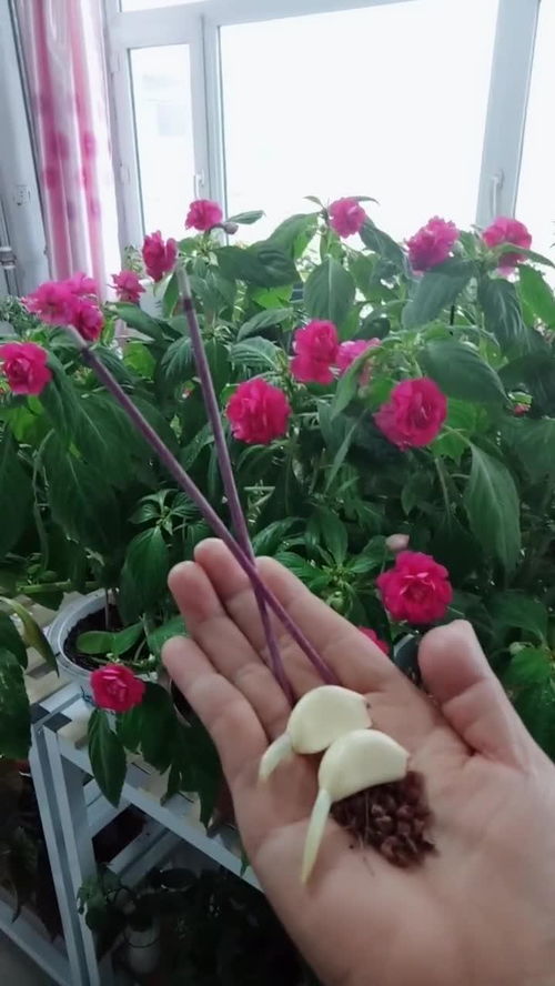详细讲解各种花卉的养护小知识