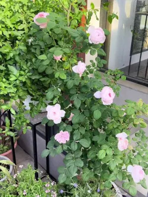 物品随拍 植物 盆栽 花卉