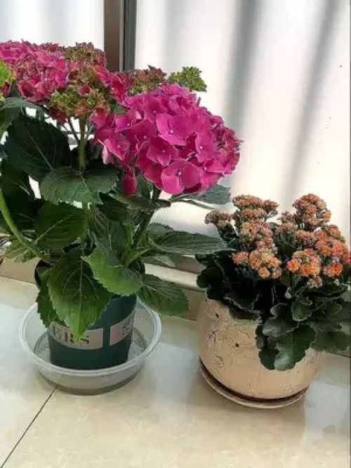 植物 物品随拍 盆栽 花卉