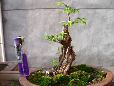榆树盆景怎么养 榆树盆景的制作