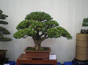 常州盆景展品
