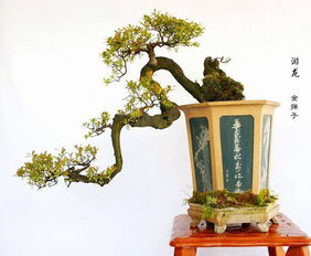 金弹子盆景