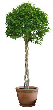 K1 38垂叶蓉 植物盆栽psd素材38