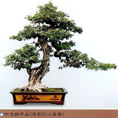 2022年第十四届中山盆景精品展