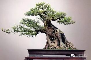 盆景艺术创作的观点和理解