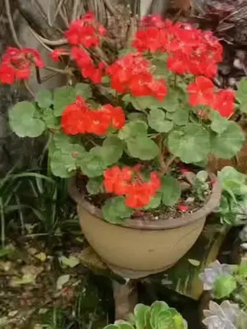 盆栽 物品随拍 植物 花卉