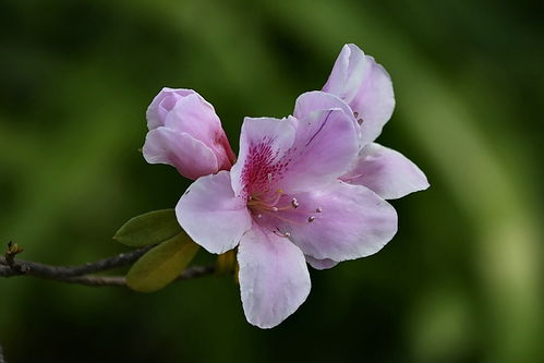 植物园花卉