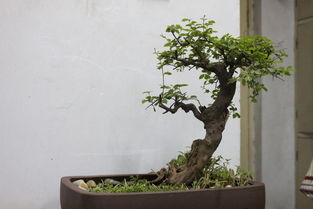 家里养的盆景,欢迎拍砖