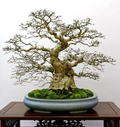 日本盆景展