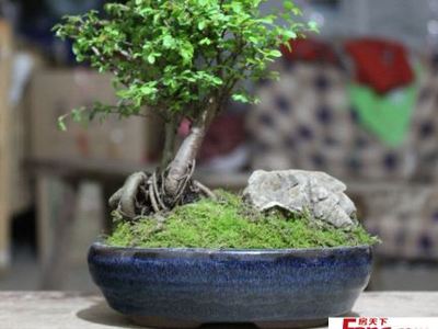 家居盆景发财树图片