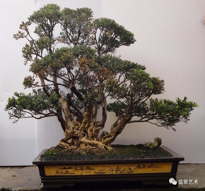 盆景艺术】黄杨盆景制作技术