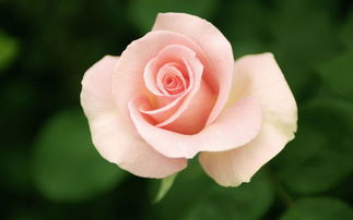 粉色玫瑰高清壁纸
