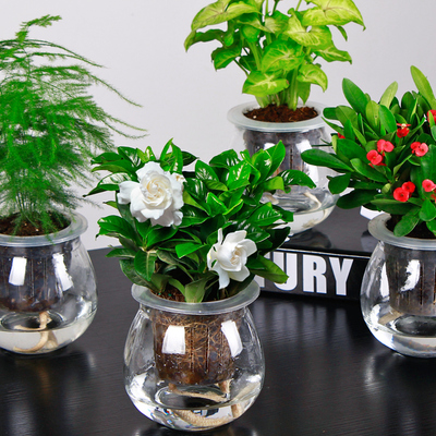 L栀子花绿萝水培植物盆栽花卉室内盆景绿植吊兰办公室盆栽发财树