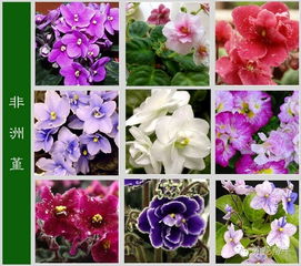 世界上最全的花名,从此认花不求人