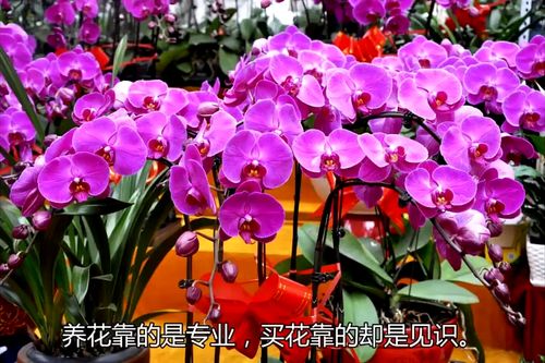 揭秘花卉市场 潜规则 已经坑了很多养花人,千万别再上当了