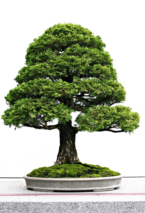 日本盆景树高清图片素材 - 爱图网设计图片素材下载