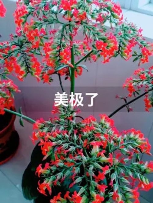 盆栽 物品随拍 植物 花卉
