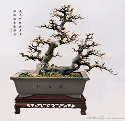 高档雀梅盆景