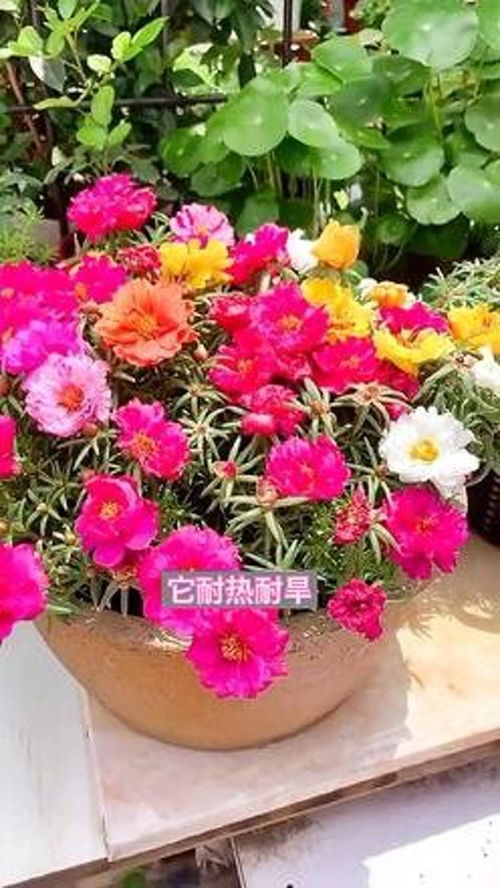 创作灵感 花卉绿植 养花