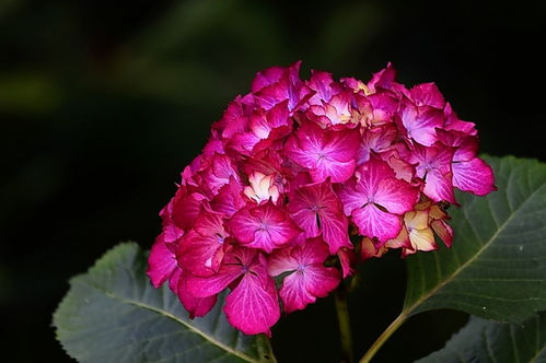 植物园花卉