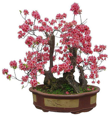 不同流派梅花盆景的形式与梅花盆景欣赏