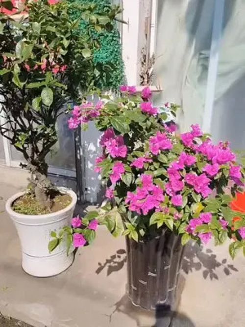 场景随拍 物品随拍 植物 盆栽 花卉