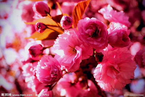 红色花卉图片