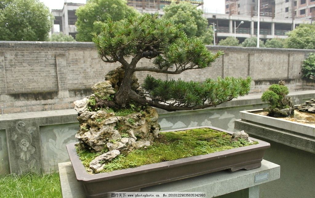 山石树桩盆景 大阪松图片
