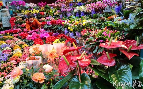 秦皇岛 节前逛花市 红火迎新年