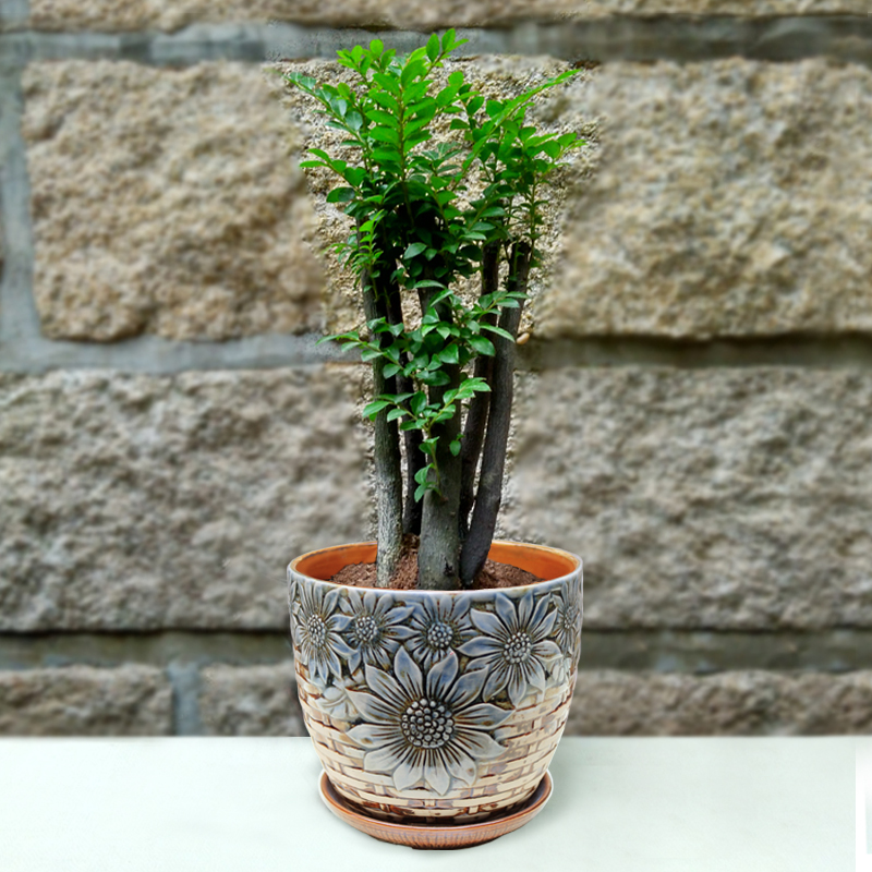 小叶紫檀盆栽盆景绿植树桩 室内桌面盆景盆栽含盆花卉盆栽