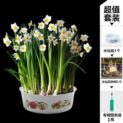 水仙花种球水培植物室内花卉盆栽洋水仙冬季耐寒植物年宵花卉花花女神园艺 .