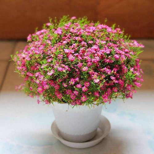 家里花卉出现8种 症状 ,不要耽误,就算是严冬,也要及时换盆