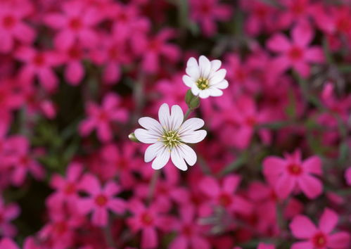 春天里那个百花开,提前踏青啦