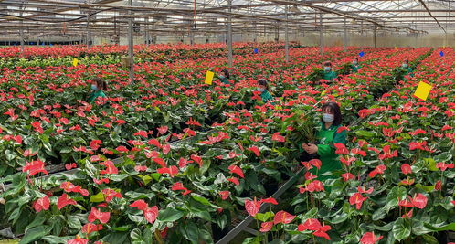 全球领先的全自动花卉生产基地落地浦东,记者实探神奇之处