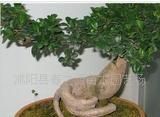 出售盆景 榕树盆景价格_出售盆景 榕树盆景厂家_世界工厂网产品信息库