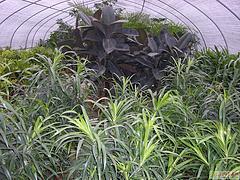 广西花卉种植大棚厂家 广西花卉大棚建造找睿农温室大棚设备图片|广西花卉种植大棚厂家 广西花卉大棚建造找睿农温室大棚设备产品图片由南宁市睿农温室大棚设备公司生产提供-