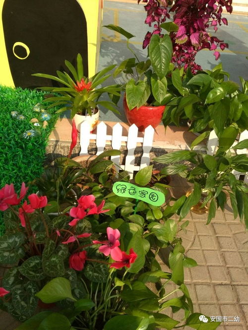 花卉 暖阳 笑脸