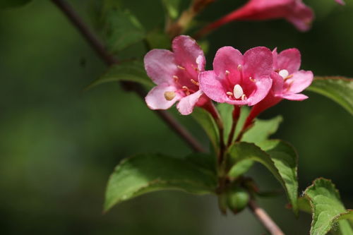花卉 锦带花