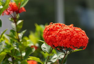 生态花卉