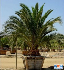 【天津河东区植物租赁比较实惠】-河东 河东周边易登网