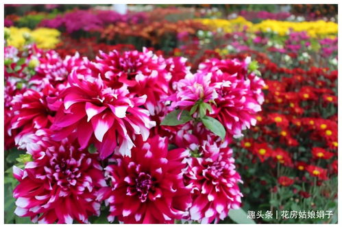 适合九月里养的花卉,选择这4种,到了秋冬季节也能看到漂亮的花