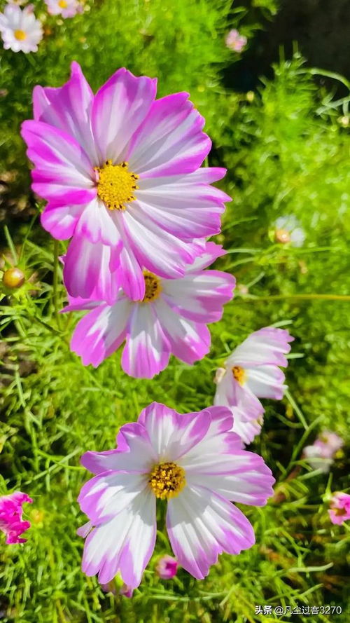 美丽花卉 七
