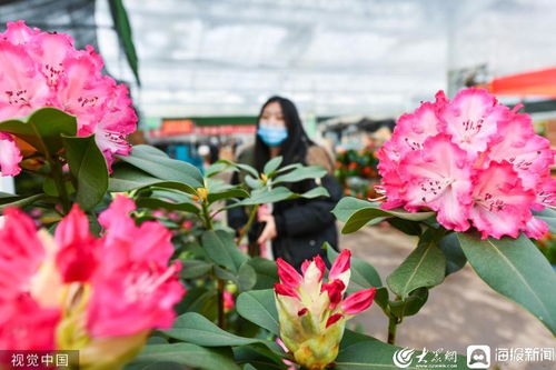 新春走基层丨潍坊举办年宵花展销会 市民选购花卉迎接新春