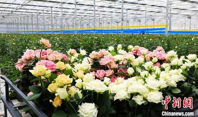 甘肃临夏牵手荷兰企业研发花卉 冀更多产品抢占市场