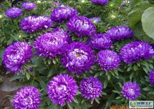 供翠菊、皇帝菊 千日红 万寿菊 花卉种子_农副产品_世界工厂网中国产品信息库