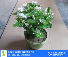 茉莉花裸苗批发 十堰茉莉花 湖北老农民高新农业 查看 高清图片 高清大图