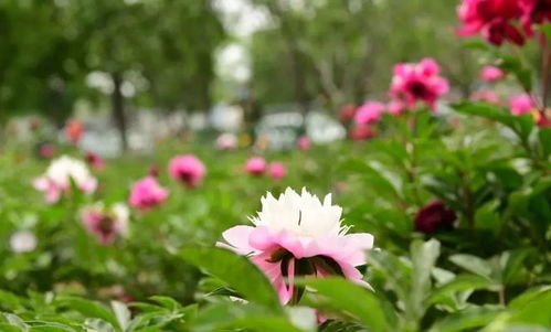 路 人皆知 坛 花常见 泰达这些精品道路 花坛等你来打卡