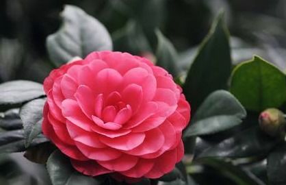 喜欢养护花卉,就养盆花中精品 龙吐珠 ,花开红眼,花姿优美 花选