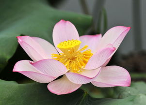 生态摄影 花卉